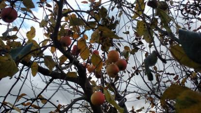 garden-apples